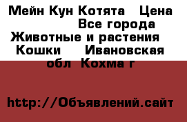 Мейн Кун Котята › Цена ­ 15 000 - Все города Животные и растения » Кошки   . Ивановская обл.,Кохма г.